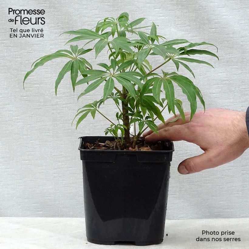 Exemplar von Schefflera taiwaniana Pot de 2L/3L wie im Winter geliefert