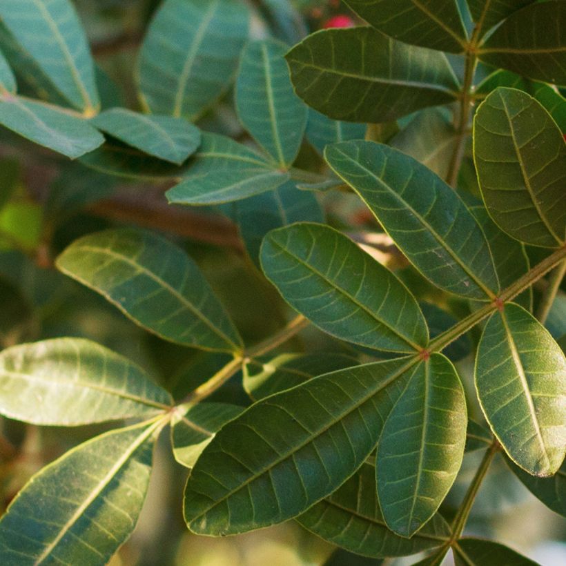 Schinus terebinthifolius - Brasilianische Pfefferbaum (Laub)