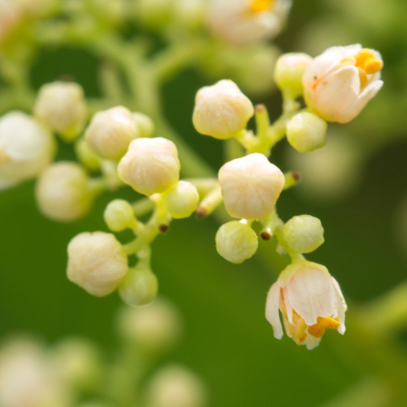 Schinus terebinthifolius - Brasilianische Pfefferbaum (Blüte)