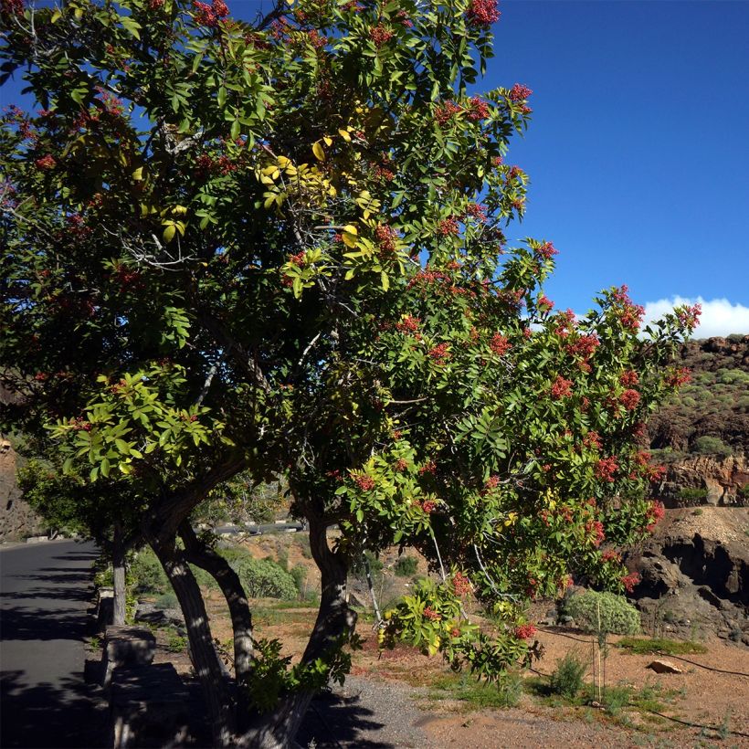 Schinus terebinthifolius - Brasilianische Pfefferbaum (Hafen)