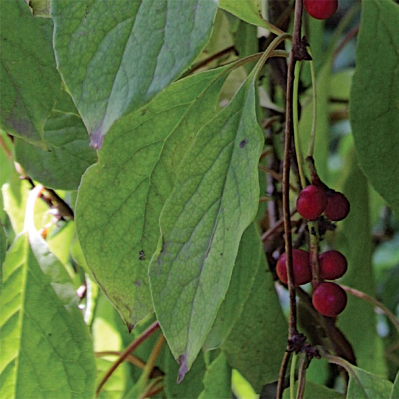 Schisandra chinensis - Chinesisches Spaltkörbchen (Laub)