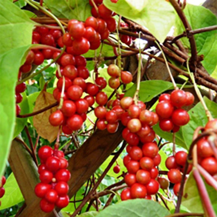 Schisandra chinensis - Chinesisches Spaltkörbchen (Ernte)