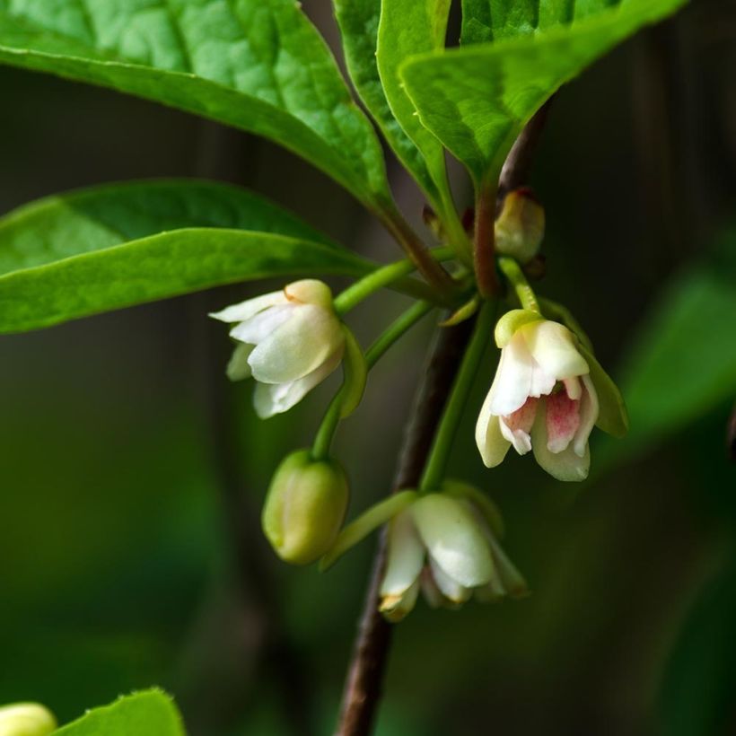 Chinesisches Spaltkörbchen Sadova N°1 - Schisandra chinensis (Blüte)