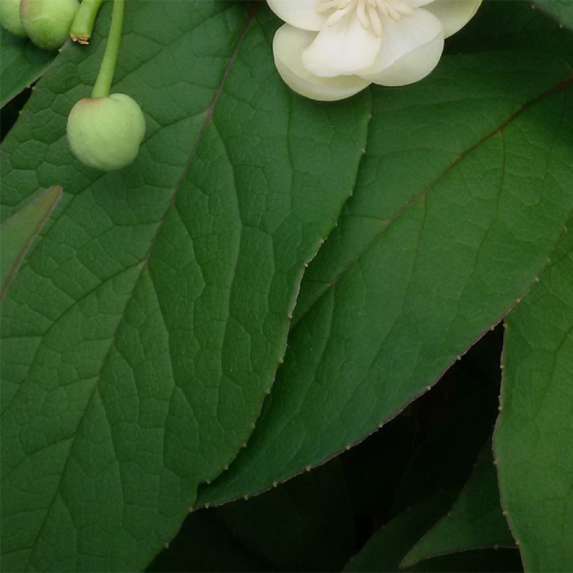 Schisandra grandiflora - Großblütige Spaltkörbchen (Laub)