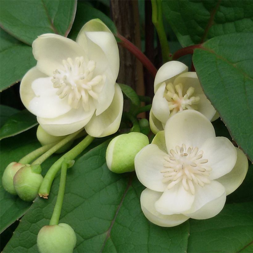 Schisandra grandiflora - Großblütige Spaltkörbchen (Blüte)