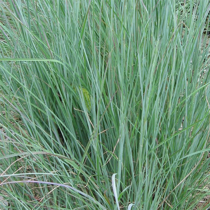 Schizachyrium scoparium - Blaugraues Präriegras (Laub)