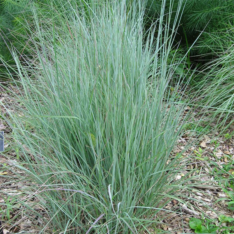 Schizachyrium scoparium - Blaugraues Präriegras (Hafen)