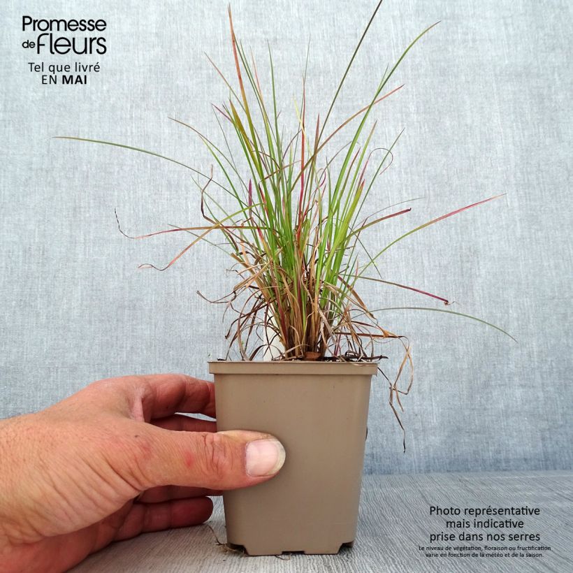 Exemplar von Schizachyrium scoparium Blaze - Blaugraues Präriegras Kleine Töpfe von 8/9 cm wie im Frühjahr geliefert