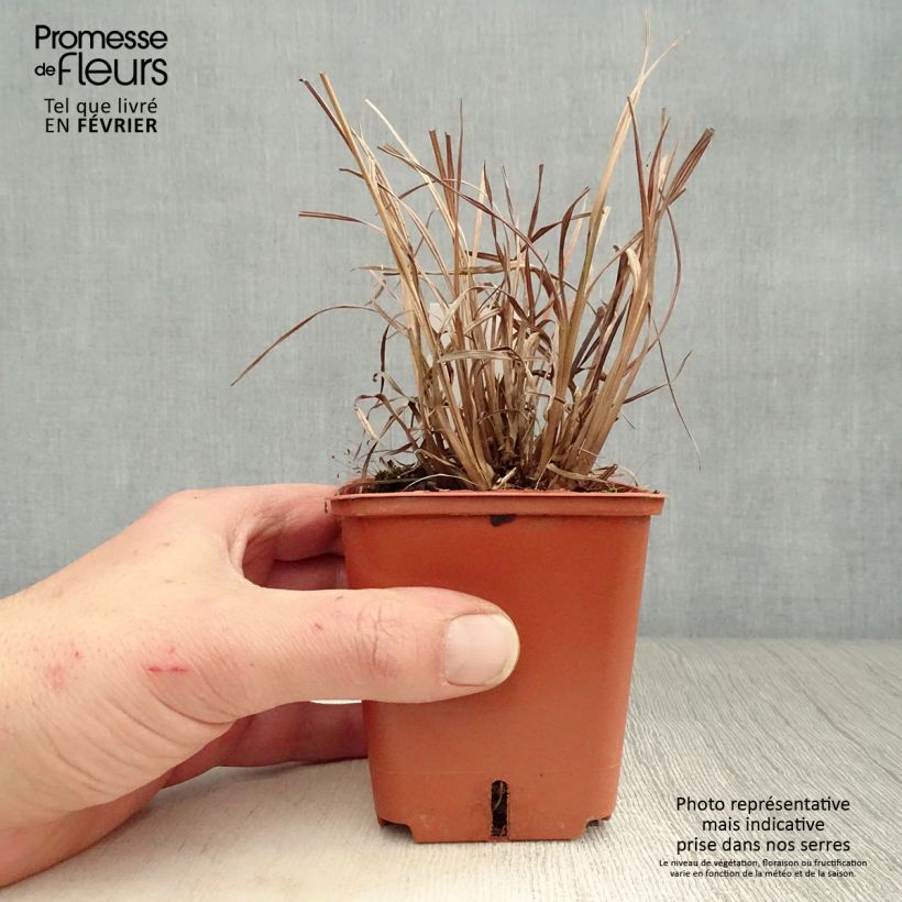 Exemplar von Schizachyrium scoparium Blue Heaven en godet de 9 cm wie im Winter geliefert