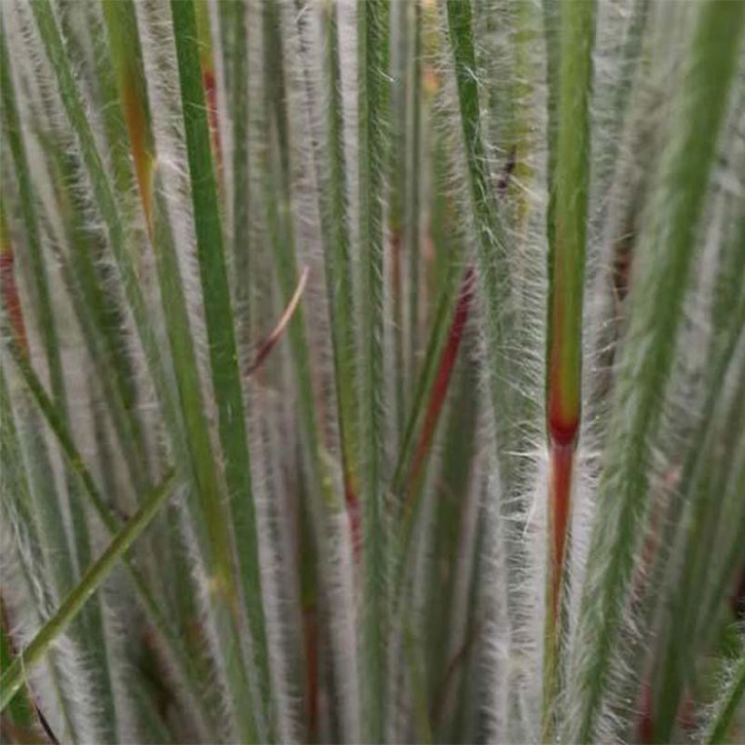 Schizachyrium scoparium Ha Ha Tonka - Blaugraues Präriegras (Laub)