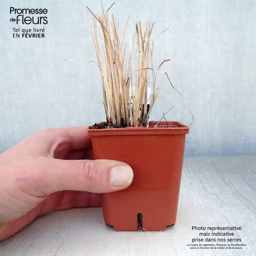 Exemplar von Schizachyrium scoparium Standing Ovation Godet de 9cm wie im Winter geliefert