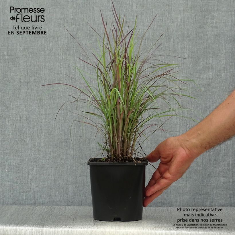 Exemplar von Schizachyrium scoparium Twilight Zone - Herbe à balais Pot de 2L/3L wie im Herbst geliefert