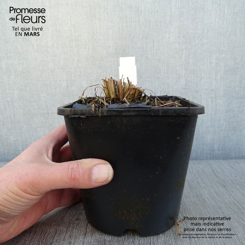 Exemplar von Schizachyrium scoparium Twilight Zone - Herbe à balais Pot de 2L/3L wie im Winter geliefert