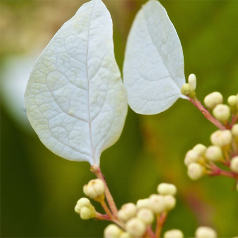 Schizophragma corylifolium - Spalthortensie (Blüte)