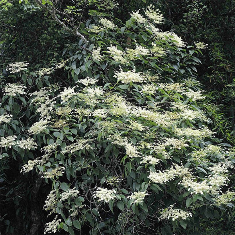 Schizophragma fauriei - Spalthortensie (Hafen)