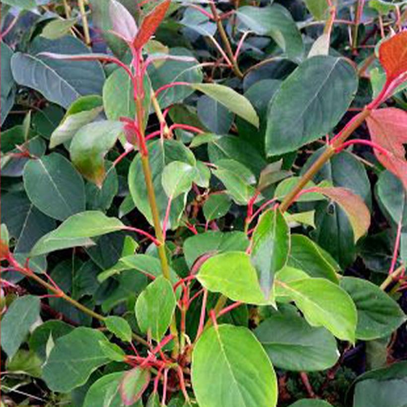 Schizophragma hydrangeoides Red Rhapsody MonLaBaHe - Spalthortensie (Laub)