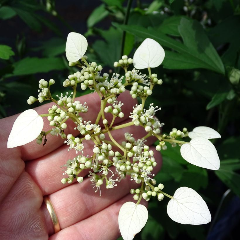 Schizophragma hydrangeoides - Spalthortensie (Blüte)