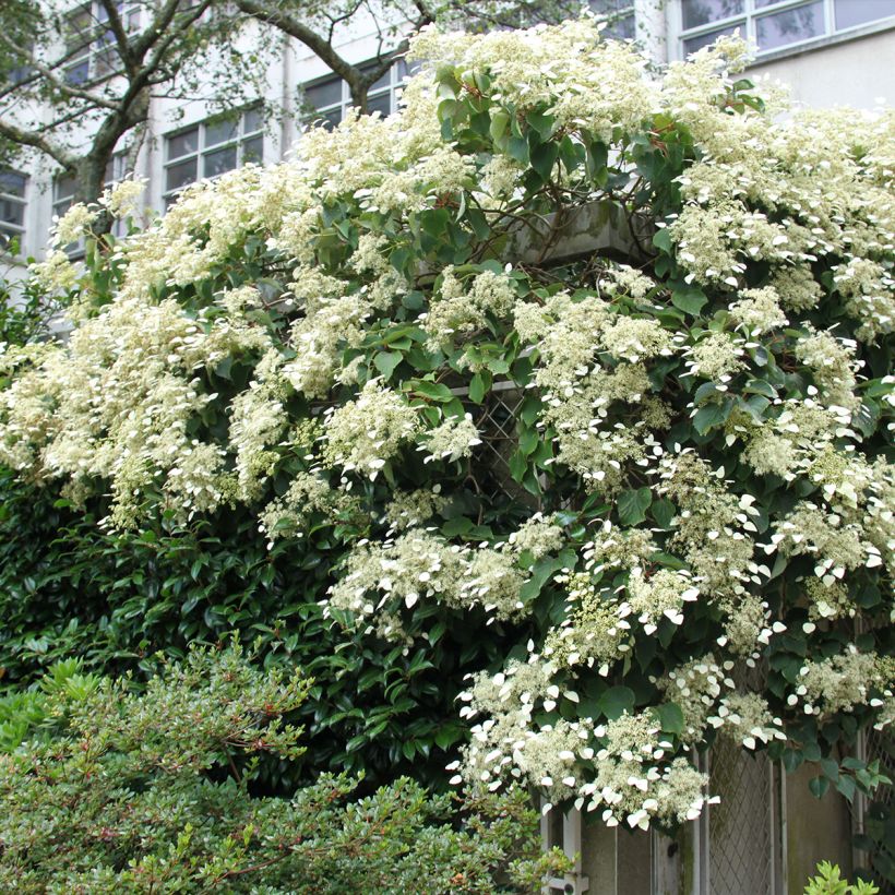 Schizophragma hydrangeoides Red Rhapsody MonLaBaHe - Spalthortensie (Hafen)