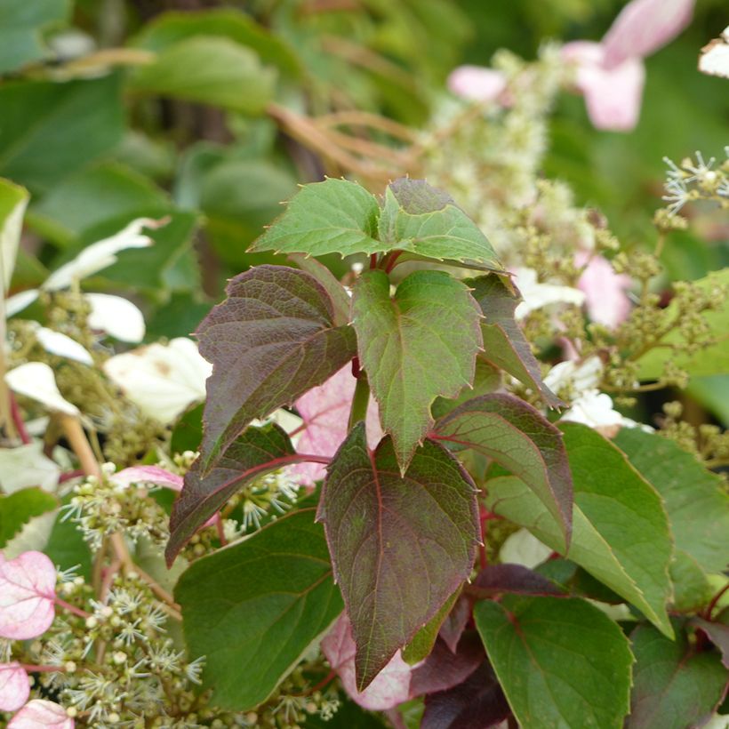 Schizophragma hydrangeoides Rose Sensation - Spalthortensie (Laub)