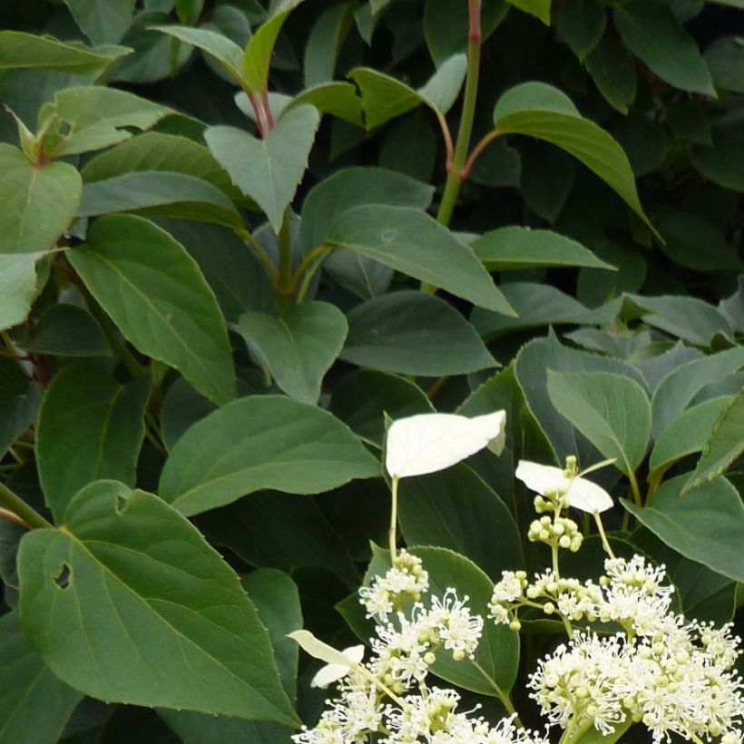 Schizophragma hydrangeoides Windmills - Spalthortensie (Laub)