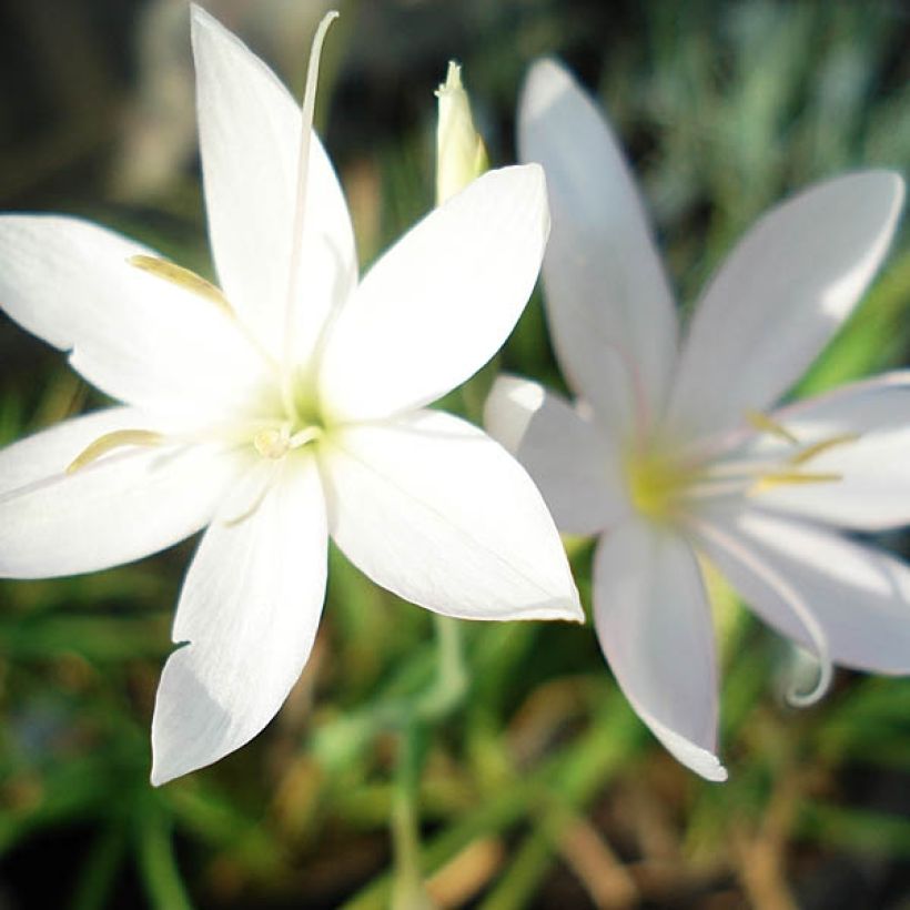 Schizostylis coccinea Alba - Spaltgriffel (Blüte)