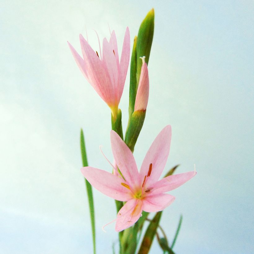 Schizostylis coccinea Mrs Hegarty - Spaltgriffel (Blüte)