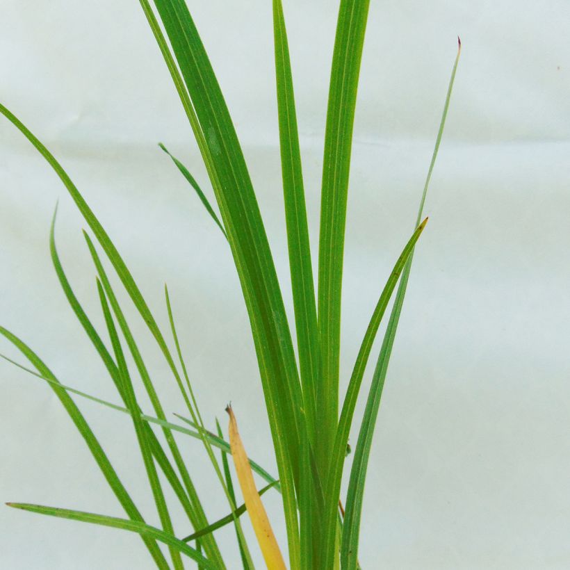 Schizostylis coccinea Alba - Spaltgriffel (Laub)