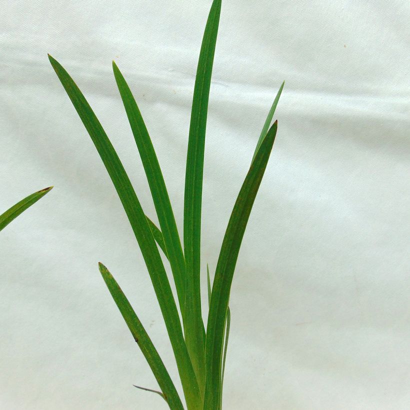 Schizostylis coccinea Major - Spaltgriffel (Laub)