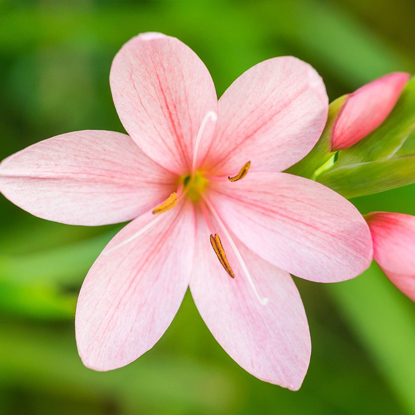 Schizostylis coccinea Rosea - Spaltgriffel (Blüte)