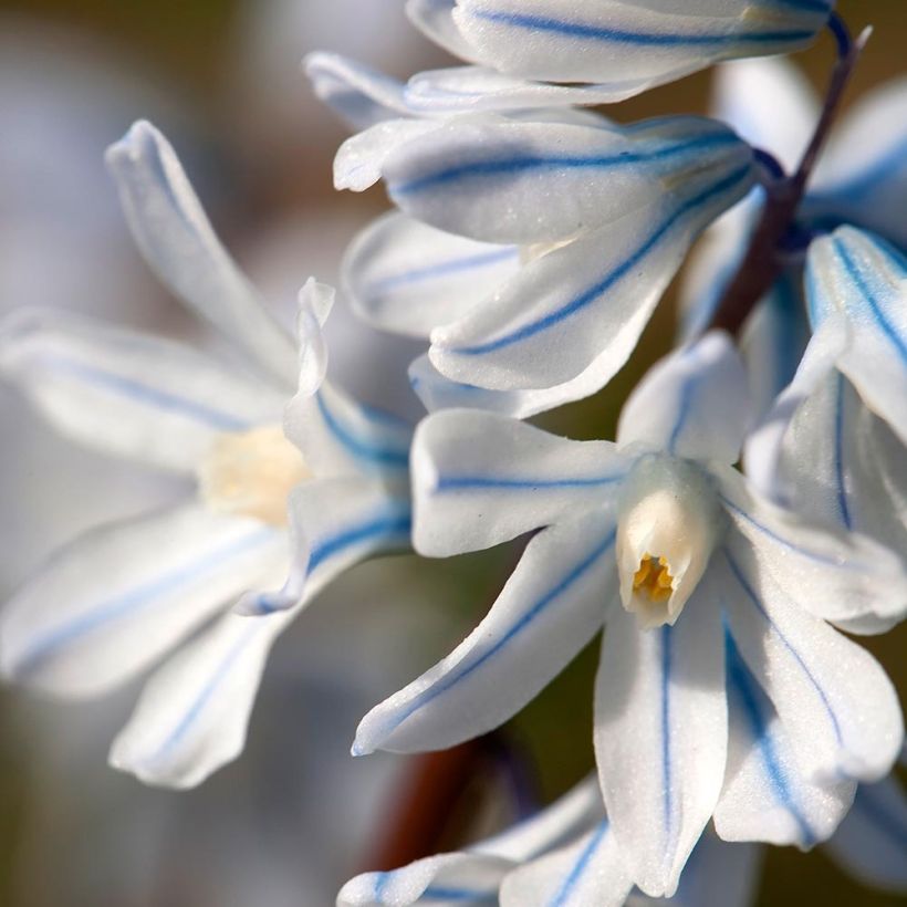 Scilla mischtschenkoana Tubergeniana - Meerzwiebel (Blüte)