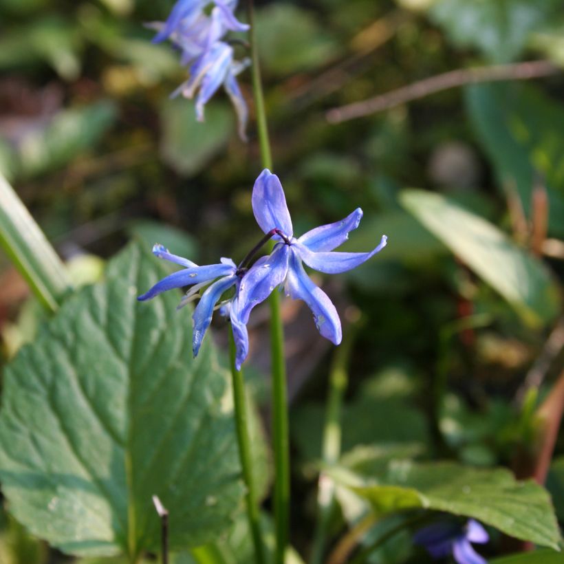 Scilla siberica - Meerzwiebel (Blüte)