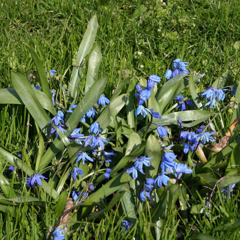 Scilla siberica - Meerzwiebel (Hafen)