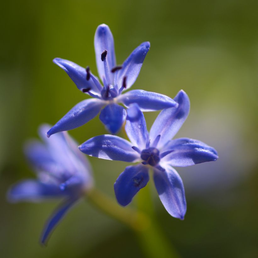 Scilla bifolia - Meerzwiebel (Blüte)