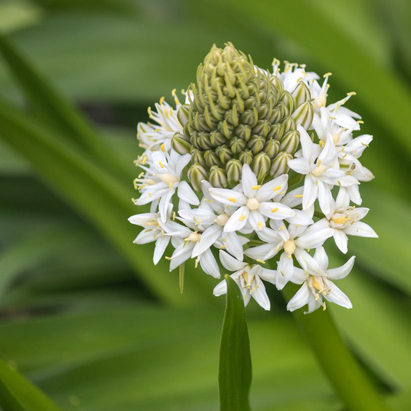 Scille du Pérou - Scilla peruviana White Moon (Blüte)