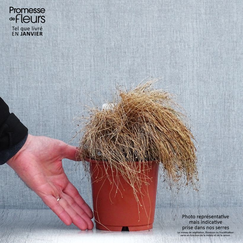 Exemplar von Scirpus cernuus ou Isolepis cernua - Herbe à fibres optiques - en pot de 1L/1.5L wie im Winter geliefert