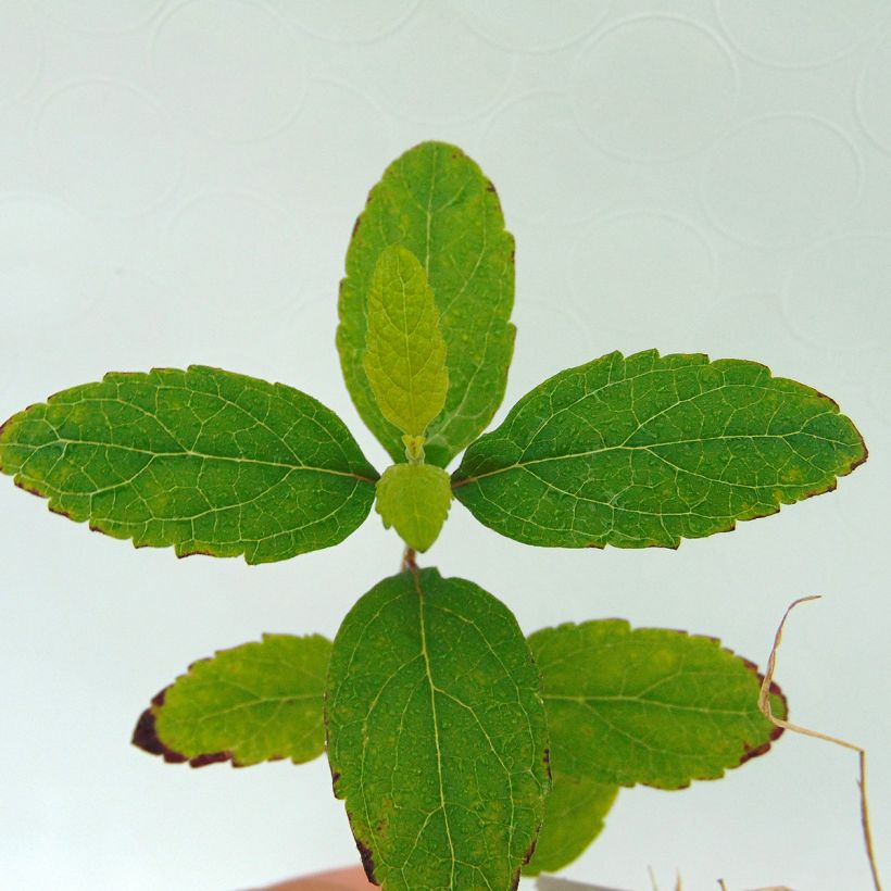 Scutellaria incana - Herbst-Helmkraut (Laub)