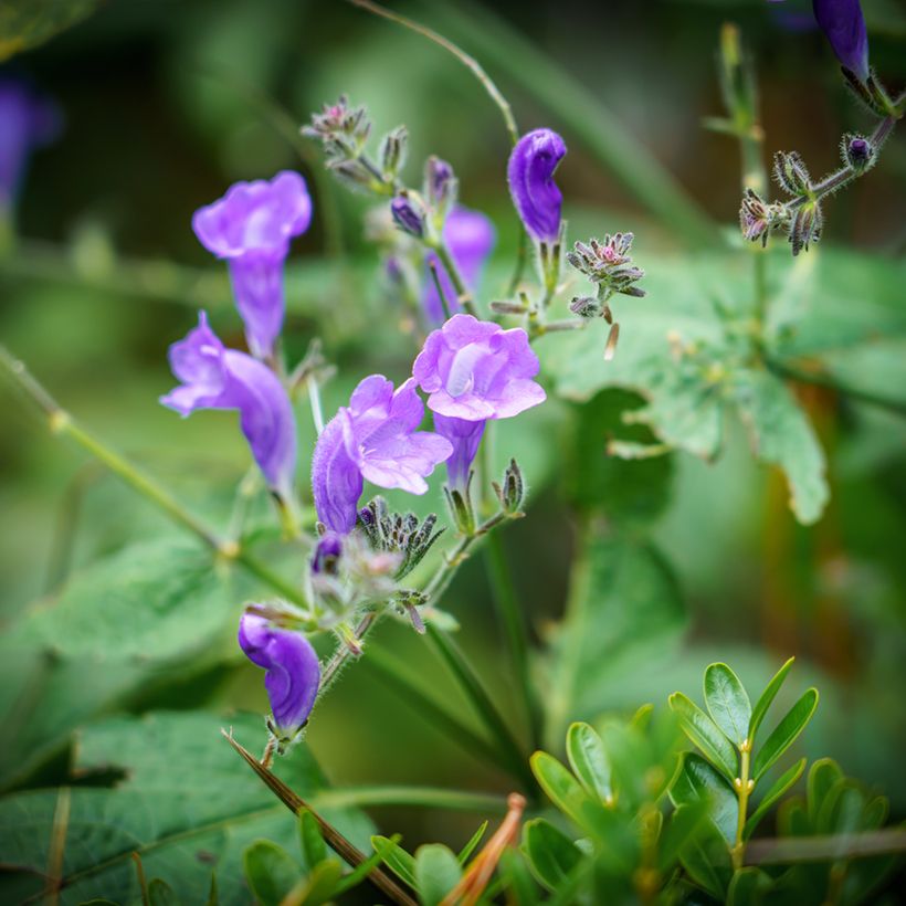 Scutellaria incana - Herbst-Helmkraut (Blüte)