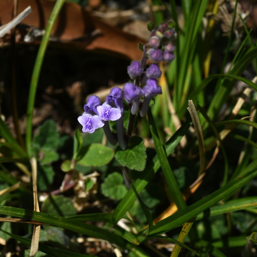 Scutellaria indica var. parviflora Parviflora - Helmkraut (Blüte)