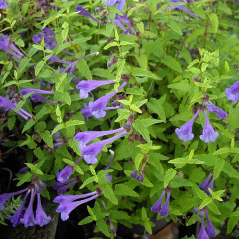 Scutellaria scordiifolia - Helmkraut (Blüte)