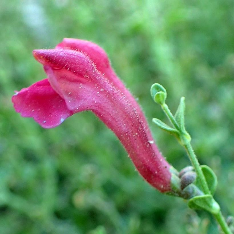 Scutellaria suffrutescens - Helmkraut (Blüte)