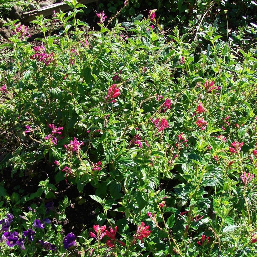 Scutellaria suffrutescens - Helmkraut (Hafen)