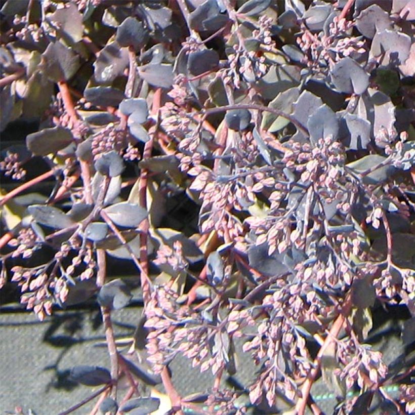 Fetthenne Bertram Anderson - Sedum (Blüte)