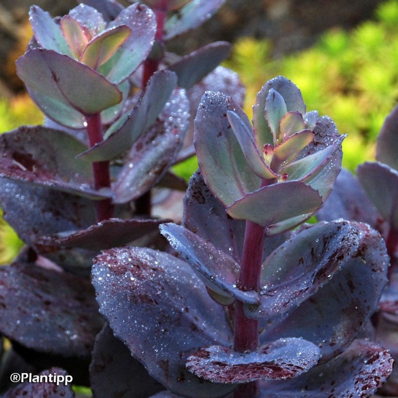 Fetthenne Sunsparkler Blue Pearl - Sedum (Laub)