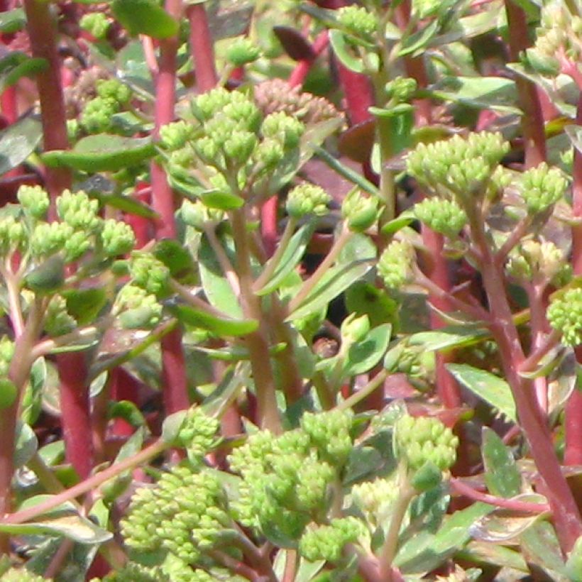 Fetthenne Carl - Sedum spectabile (Laub)