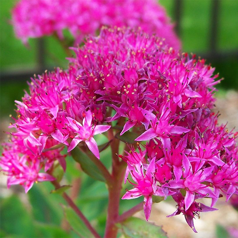 Fetthenne Carl - Sedum spectabile (Blüte)