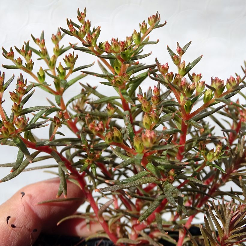 Fetthenne Chocolate Ball - Sedum (Laub)