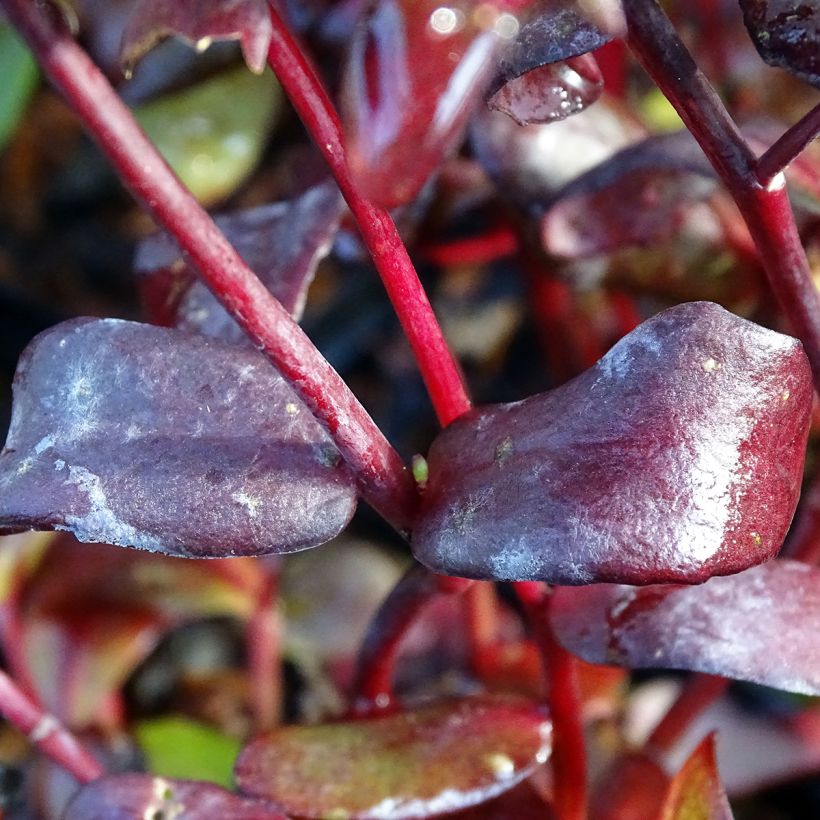 Fetthenne Chocolate - Sedum (Laub)