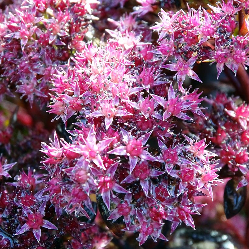 Fetthenne Chocolate - Sedum (Blüte)