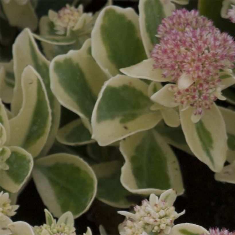 Fetthenne Frosted Fire - Sedum spectabile (Laub)