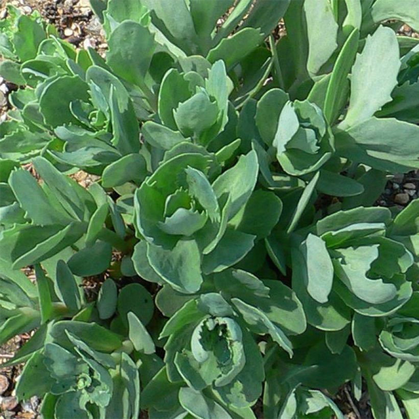 Fetthenne Herbstfreude - Sedum (Laub)